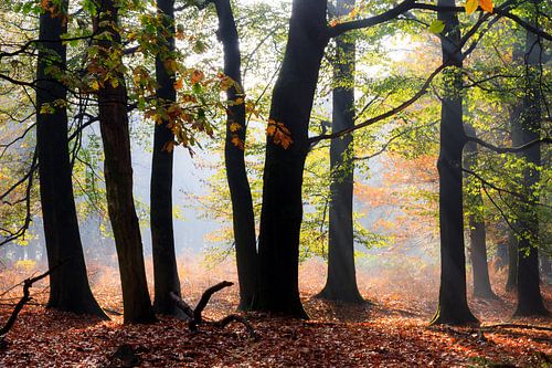 Silhouetten in de herfst in het bos