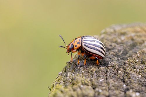 The terror of the potato grower