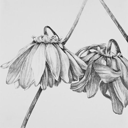 De schoonheid van verval 1