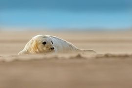 Young Grey Seal on the beach by Jeroen Stel