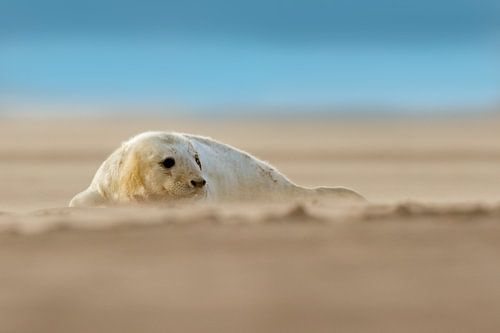 Jonge Grijze Zeehond op het strand