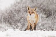 Rotfuchs im Winter während eines Schneesturms von Menno Schaefer Miniaturansicht