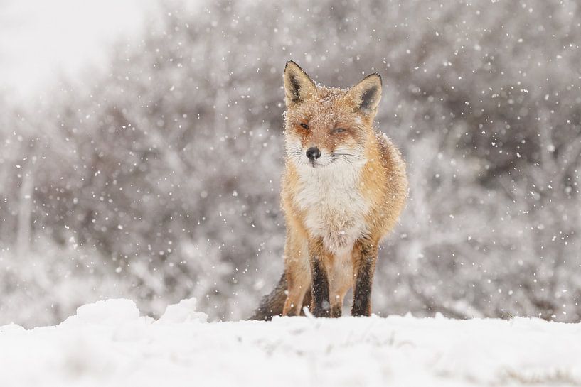 Renard roux en hiver pendant une tempête de neige par Menno Schaefer