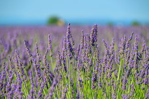 Blühender Lavendel in der Provence an einem Sommertag