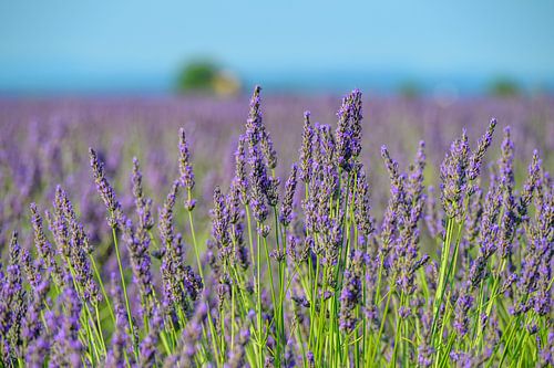 Lavande en fleurs en Provence lors d'une journée d'été