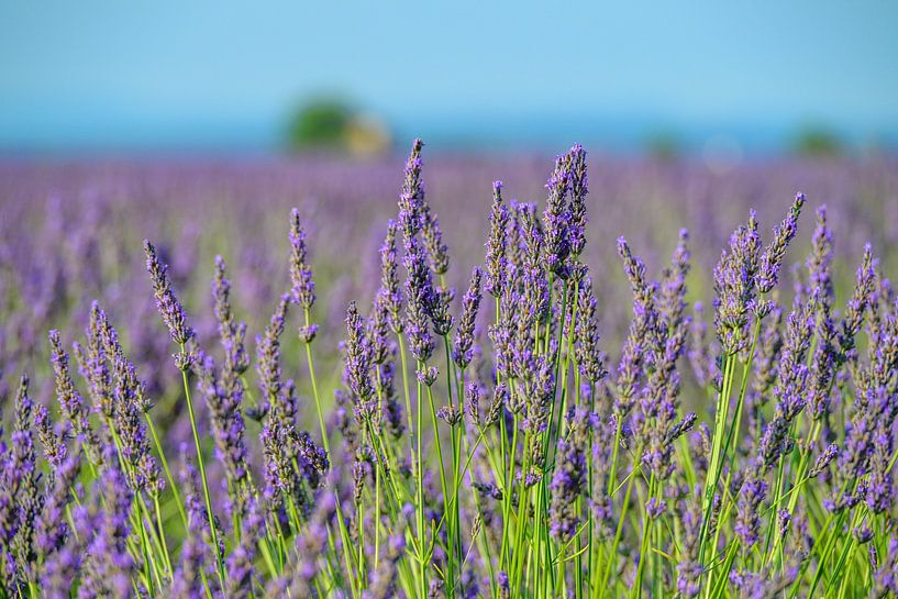 Bloeiende lavendel in de Provence tijdens een zomerse dag van Sjoerd van der Wal Fotografie