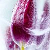 Frozen flower van Peter de Jong