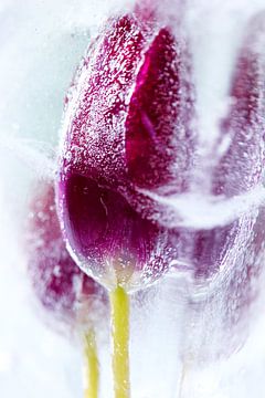 Gefrorene Blume von Peter de Jong
