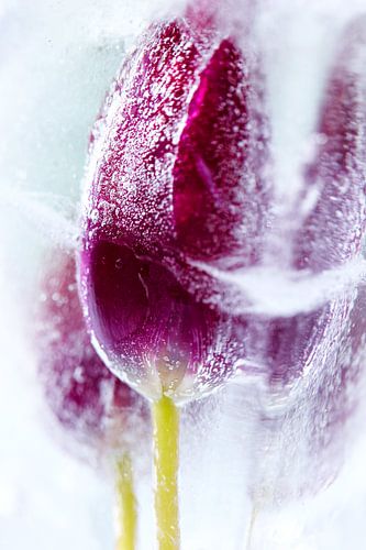 Frozen flower