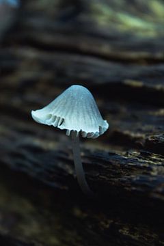 Mooie witte paddenstoel van DutchRosephotography
