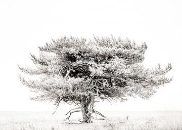 Grove den op de Terletse Heide in high key