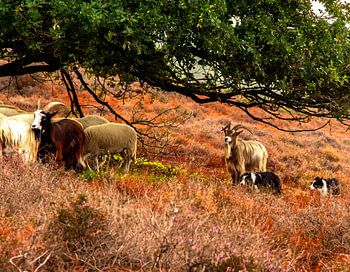 Geiten op de Veluwe