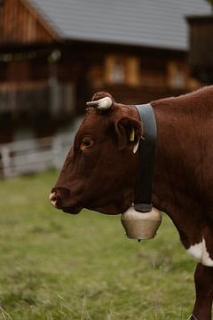 Oostenrijkse koe met koebel