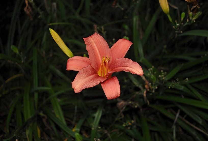 vibrant coral pink lily by sofie van den Nouland