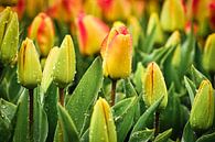 Kleurrijke tulpen onder de regendruppels van eric van der eijk thumbnail