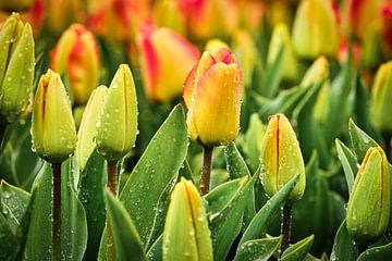Des tulipes colorées sous les gouttes de pluie