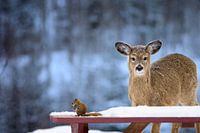 At the table