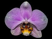 Roze Bloem Orchidea close-up von Rob Smit Miniaturansicht