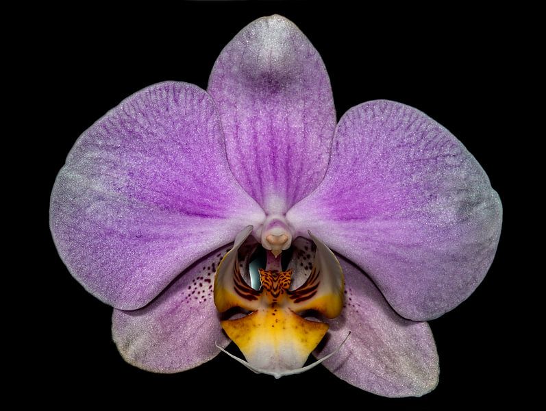 Roze Bloem Orchidea close-up von Rob Smit
