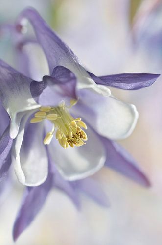 Columbine