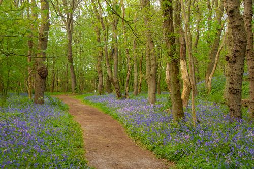 Wandelpad tussen de wilde hyacinten in het Wildrijk in Sint Maartenszee Noord-Holland
