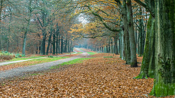 Den Treek, Henschoten