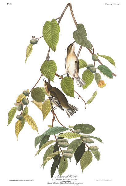 Braunbrust-Waldsänger von Birds of America