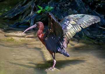 Bruine Sikkelvogel Staand in het water met gespreide vleugels van ManfredFotos