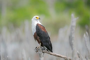 Vis Arend (African Fish Eagle) van Francois du Plessis