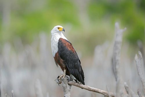 Fish Eagle (Aigle pêcheur africain)