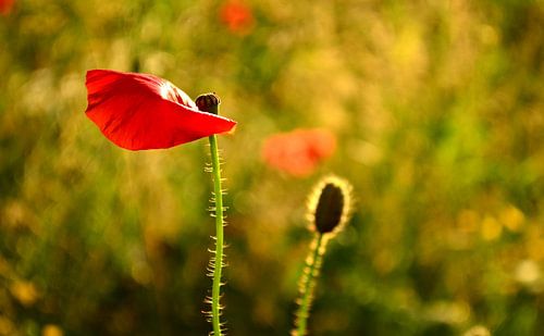 Poppy