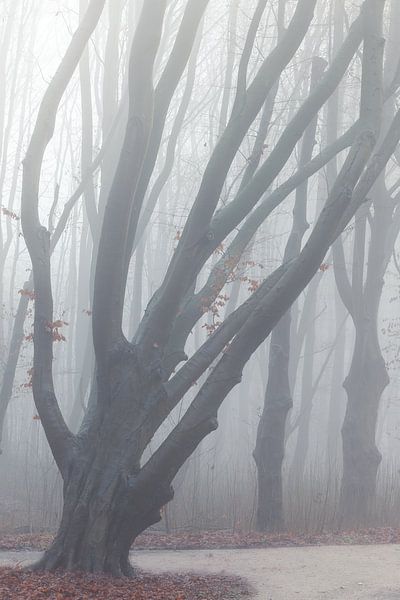 Boom in mist van Thijs Friederich