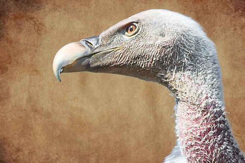 Portret van een vale gier