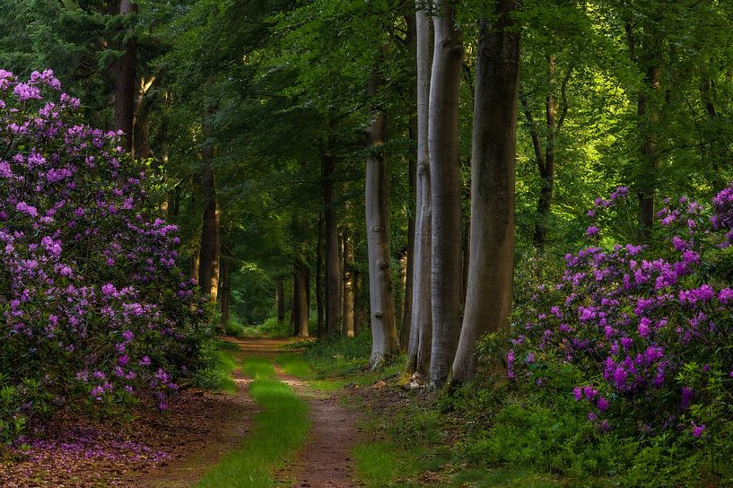 Rhododendrons by Monica de Jong