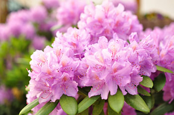 Flower of a rhododendron
