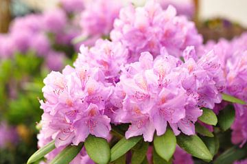 Flower of a rhododendron by Philipp Klassen