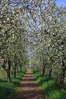 Bloeiende appelbomen
