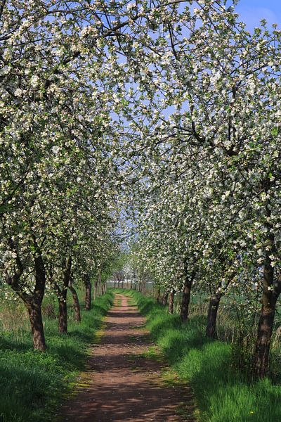 Bloeiende appelbomen van Karina Gebert