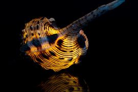 Shell by Paquita Six