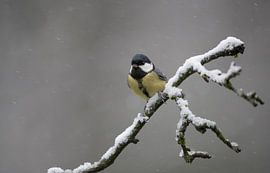 Koolmees op besneeuwde tak
