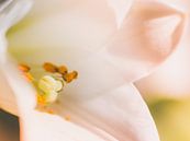 Blumen Lilie / Osterlilie / Lilium Longiflorum weißes Gelb grün-Nahaufnahme Makro von Art By Dominic Miniaturansicht