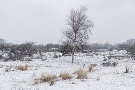 Tree in the snow by Merijn Loch