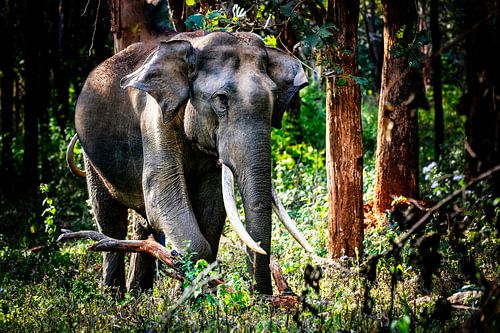 Der majestätische Tusker streift frei durch die Wildnis von Mudumalai!