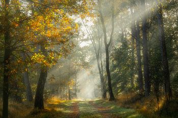 Zonneharpen in het bos
