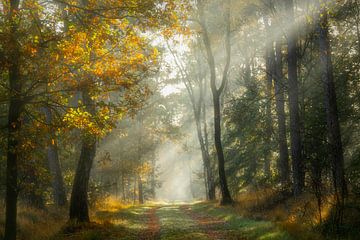 Sonnenharfen im Wald von Francis Dost