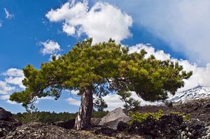 Frühlinghafte Vulkanlandschaft am Ätna 