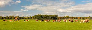 Landschaft mit Kühen in Zeeland