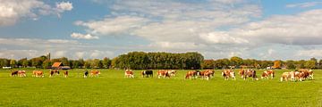 Landschap met koeien in Zeeland van Martin Bergsma