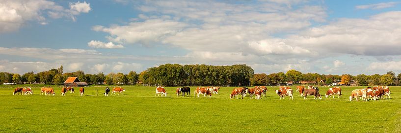 Paysage avec des vaches en Zélande par Martin Bergsma
