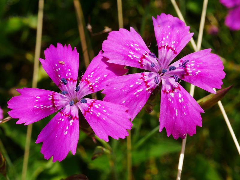 Steenanjers. van Wim vd Neut